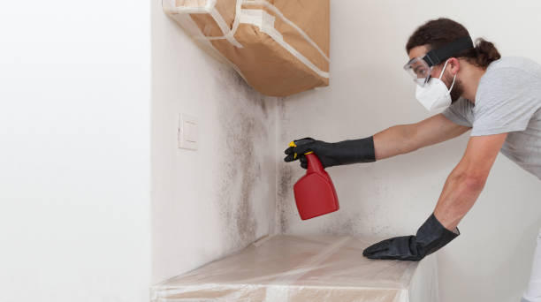 Professional Basement Mold Remediation technician working in Hollywood, MD