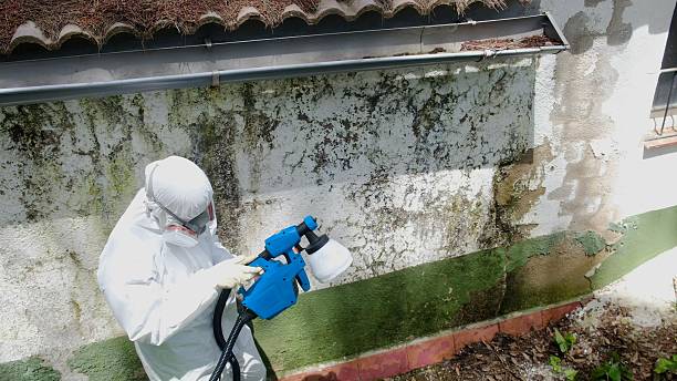 Top rated local Basement Mold Remediation specialists in Hollywood, MD